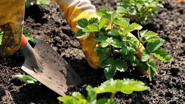 Как сажать клубнику: занимаемся выращиванием ягоды