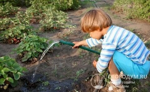 Дети поливают огород из шланга