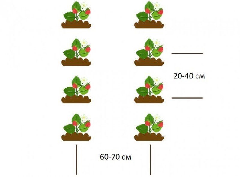 Схема посадки земляники в открытом грунте
