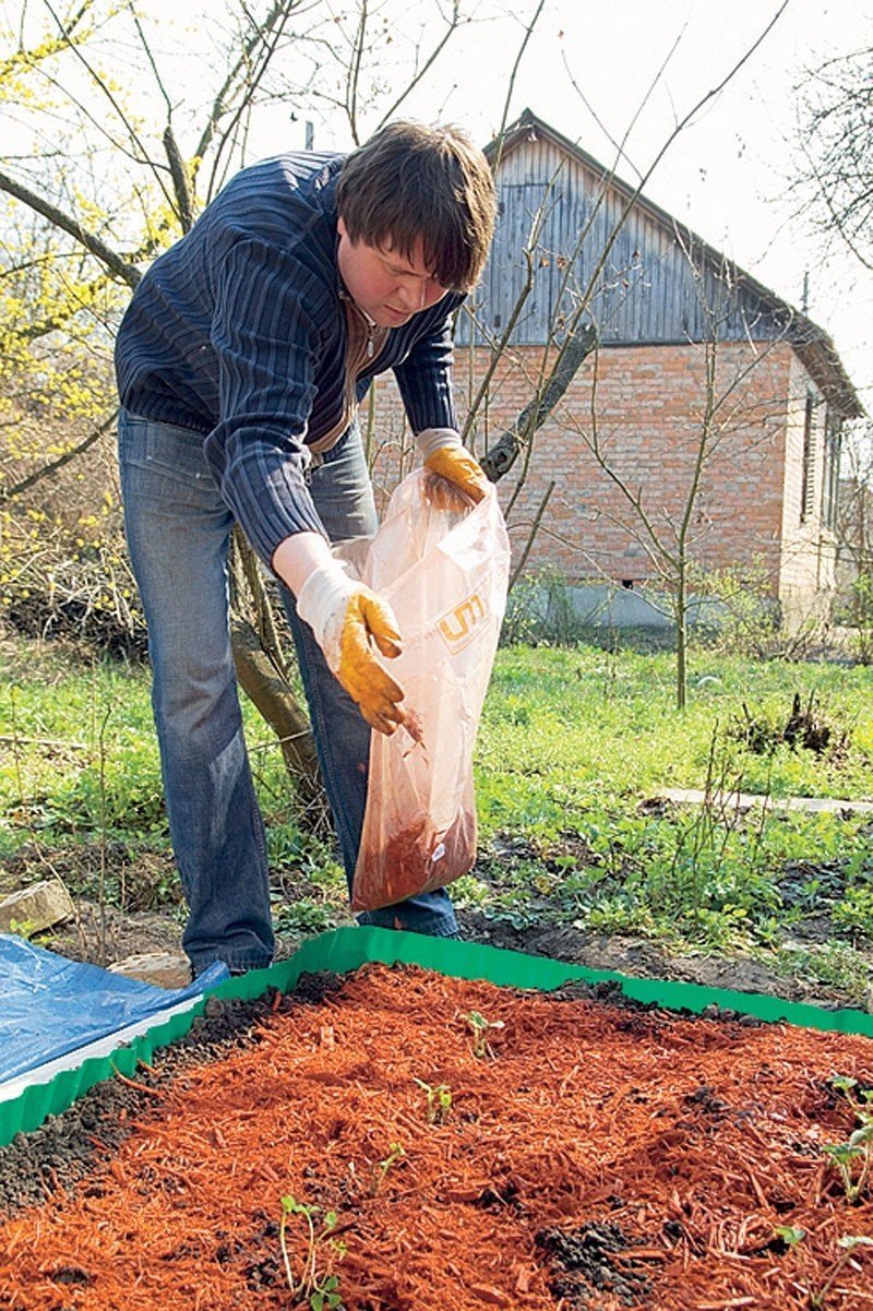 Подготовка почвы для посадки клубники