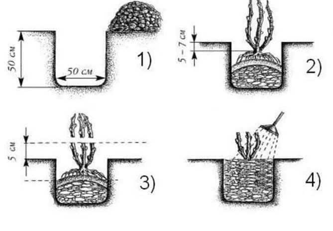 Схема посадки кустов смородины и крыжовника в огороде