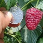 Химбо топ малина: описание сорта, фото, урожайность с одного куста
