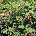Особенности выращивания и уход за сортом малины «Изобильная Казакова»