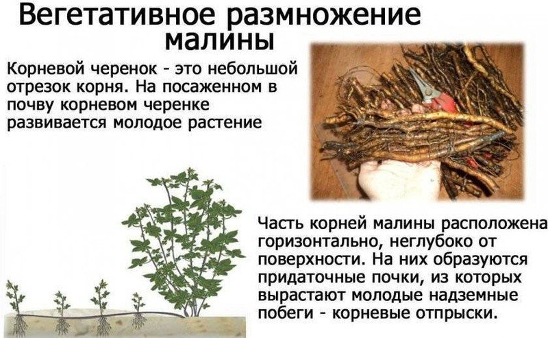 Вегетативное размножение корневыми отпрысками