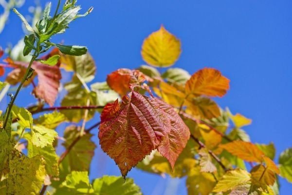 Малиновые листья осень