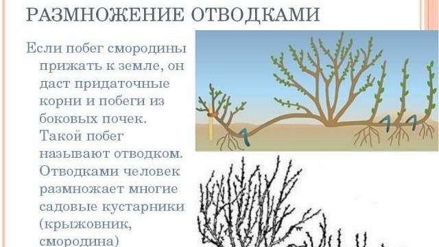 Смородина Башкирский великан: описание сорта, фото, отзывы