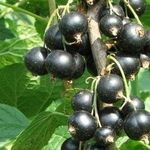 Сорт чёрной смородины Лама: урожайность, вкусовые качества