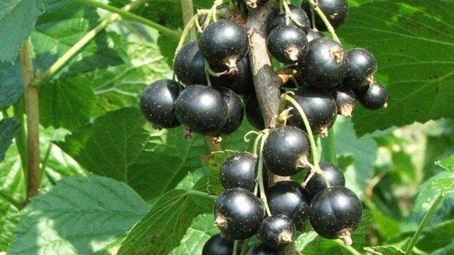 Сорт чёрной смородины Лама: урожайность, вкусовые качества