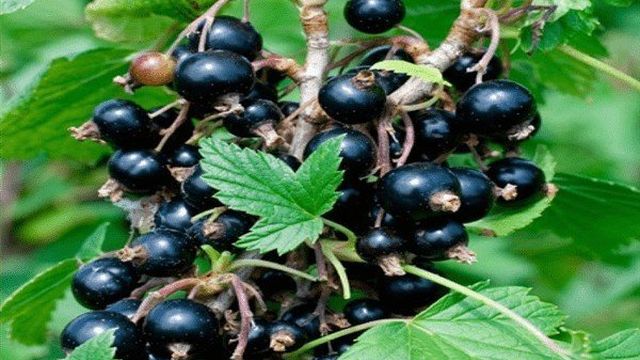 Сорт ранней крупноплодной чёрной смородины Ника: внешний вид и описание сорта, фото