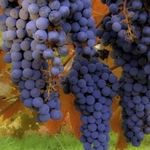 Чем отличается черный виноград с косточками
