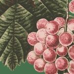Характеристика сорта винограда «дубовский розовый»