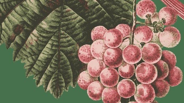 Виноград «дубовский розовый»