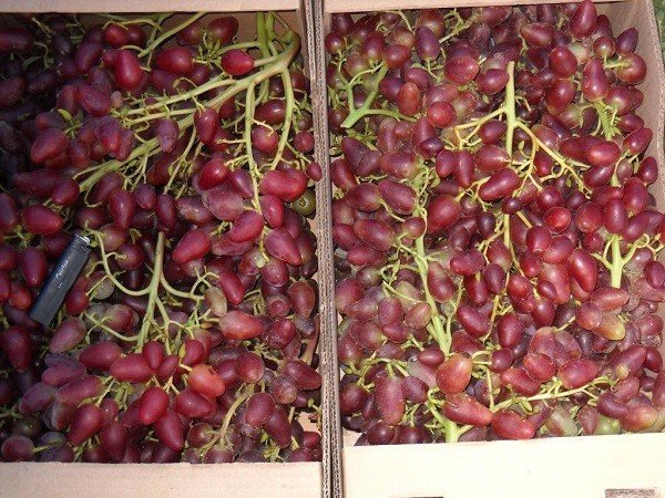 Урожайность и плодоношение виноград дубовский описание сорта
