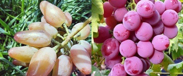 Виноград дубовский розовый