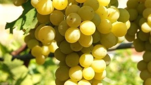 Италия представляет мягкосемянный сорт винограда Луиза