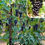 Как купить хорошие саженцы винограда