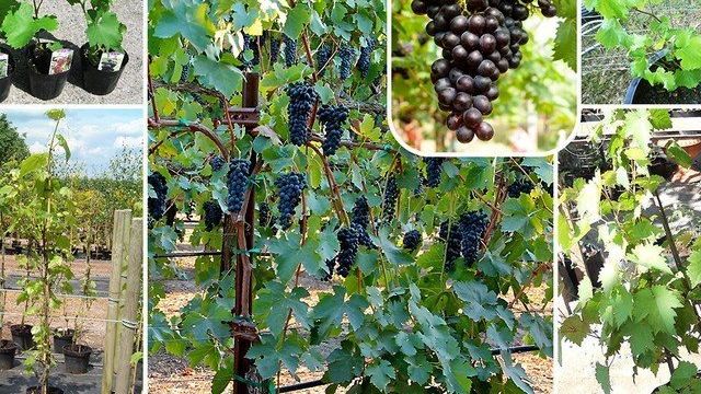 Как купить хорошие саженцы винограда – инструкция для новичков