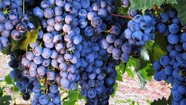 Как посадить виноград осенью? Посадка и уход за виноградом