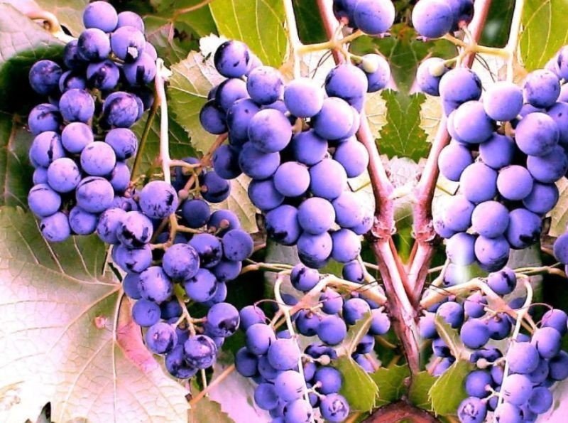 Виноград фиолетовый