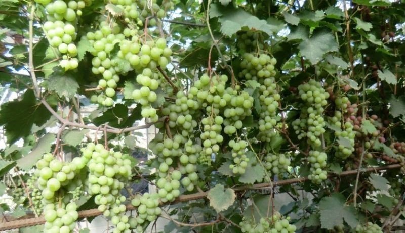 Виноград в сибири