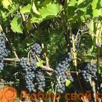 Лучшие сорта винограда для Подмосковья