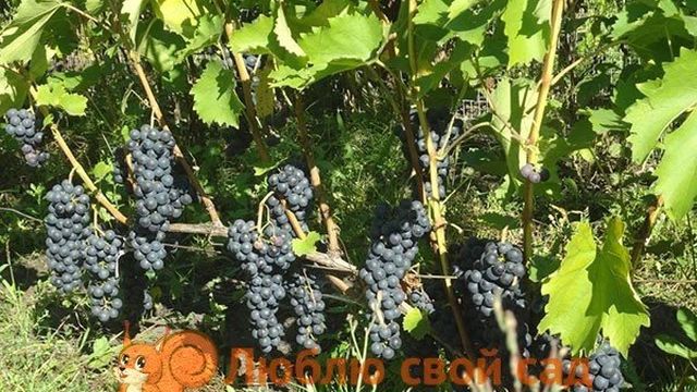 Лучшие сорта винограда для Подмосковья с фото, отзывы