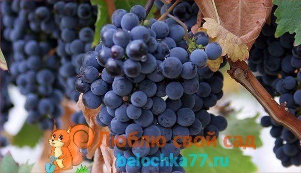 Саперави сорт винограда