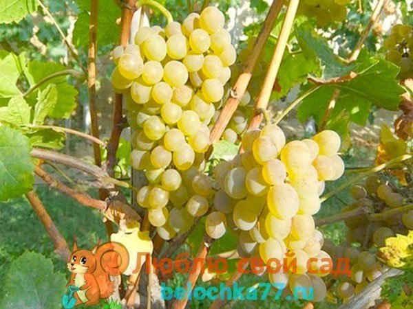 Виноград цитронный магарача