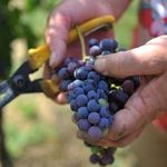 Лучшие столовые сорта винограда для Краснодарского края