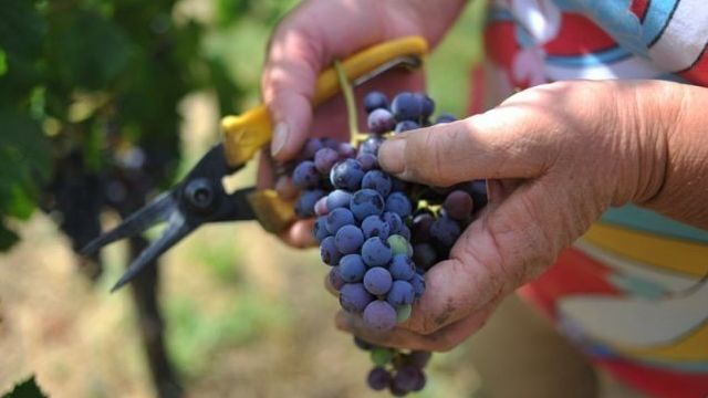 Виноград посадка и уход в краснодарском крае. Выращивание винограда