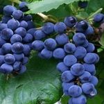 Морозоустойчивый виноград Зилга