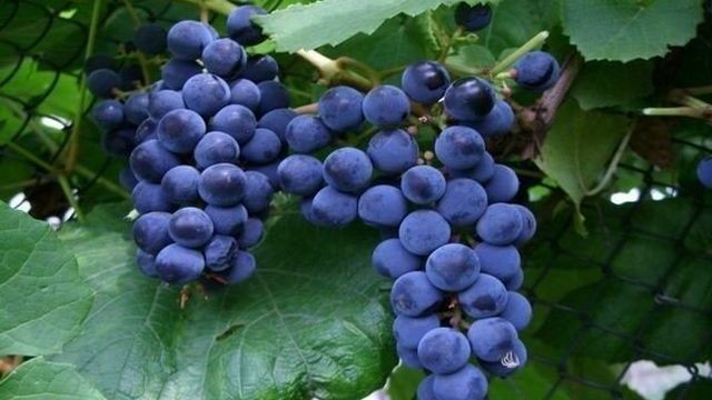 Морозоустойчивый виноград Зилга