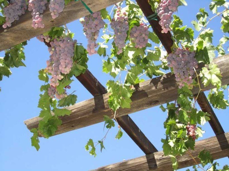 Цветущая лоза винограда