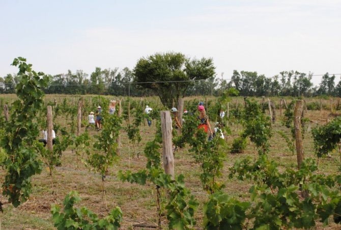 Виноградные плантации посадка