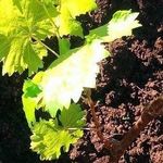 Описание гибридной формы винограда «Преображение»