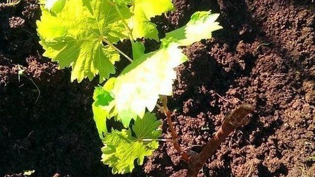 Виноград преображение — характеристики сорта, посадка и уход