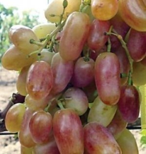 Сорт винограда новочеркасский юбилейный