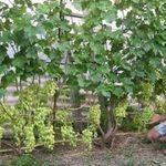 Описание и особенности сорта винограда Долгожданный
