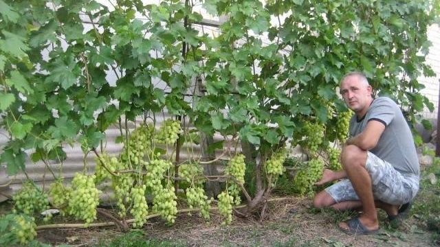 Виноград Долгожданный: описание, фото, отличительные характеристики, особенности выращивания