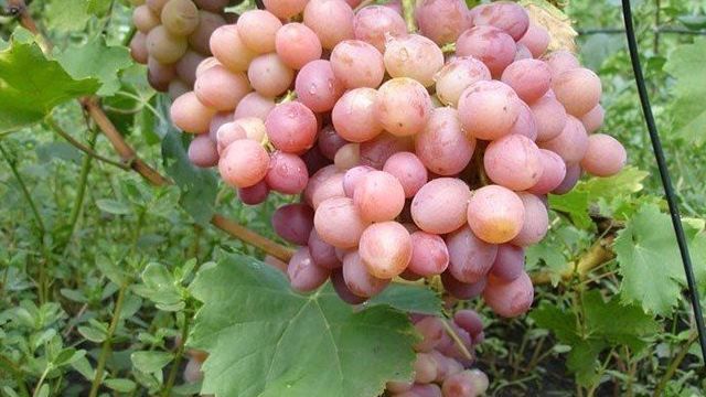 Плодовый виноград Ливия: описание, характеристика, основные моменты выращивания