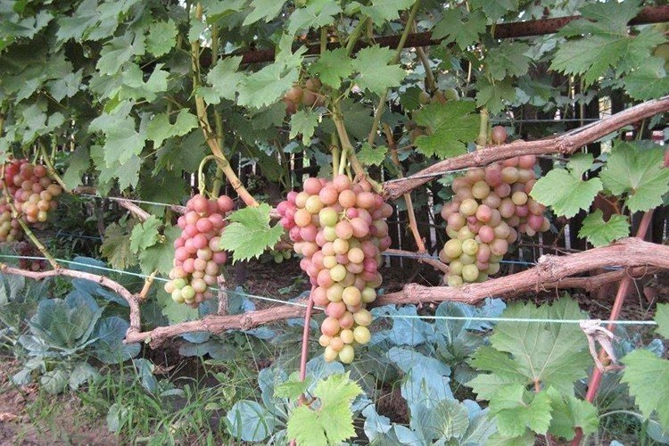 Виноград сверхранний ливия