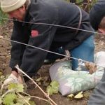 Подготовка винограда к зиме: секреты обработки осенью перед укрытием
