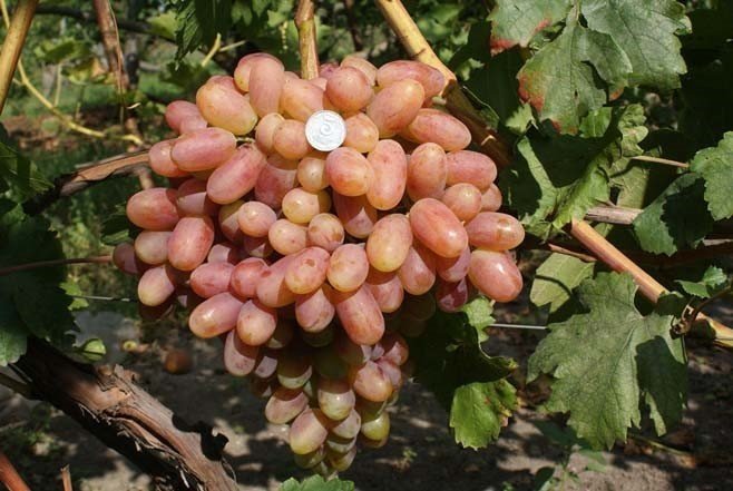 Подробное описание сорта винограда преображение