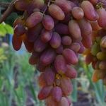 Подробное описание сорта винограда преображение