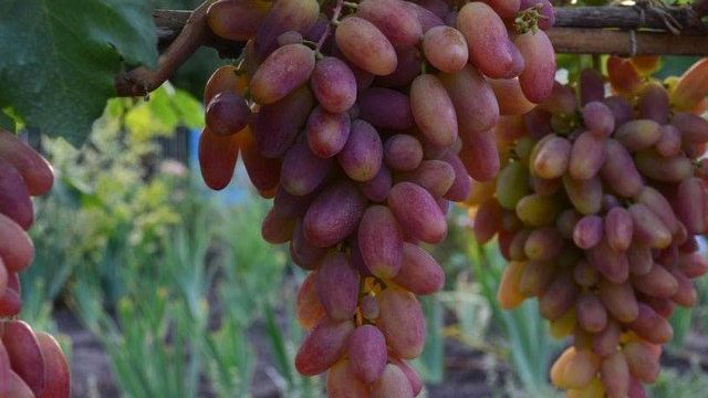 Виноград Преображение — описание сорта и сроки созревания