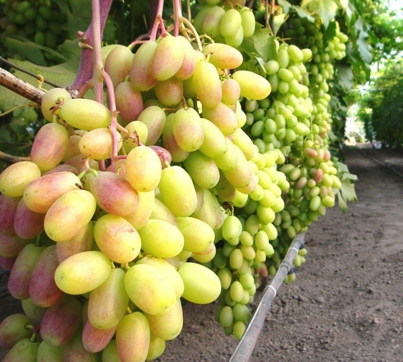 Сорт винограда столетие кишмиш