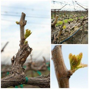 Обрезка винограда весной