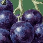 Различные системы формировки — Обрезка и формирование кустов винограда