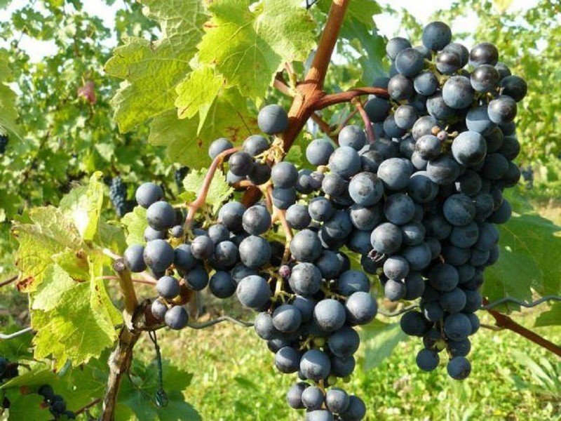 Красень сорт винограда