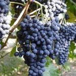 Сорт винограда Красень: описание, фото, отзывы, видео